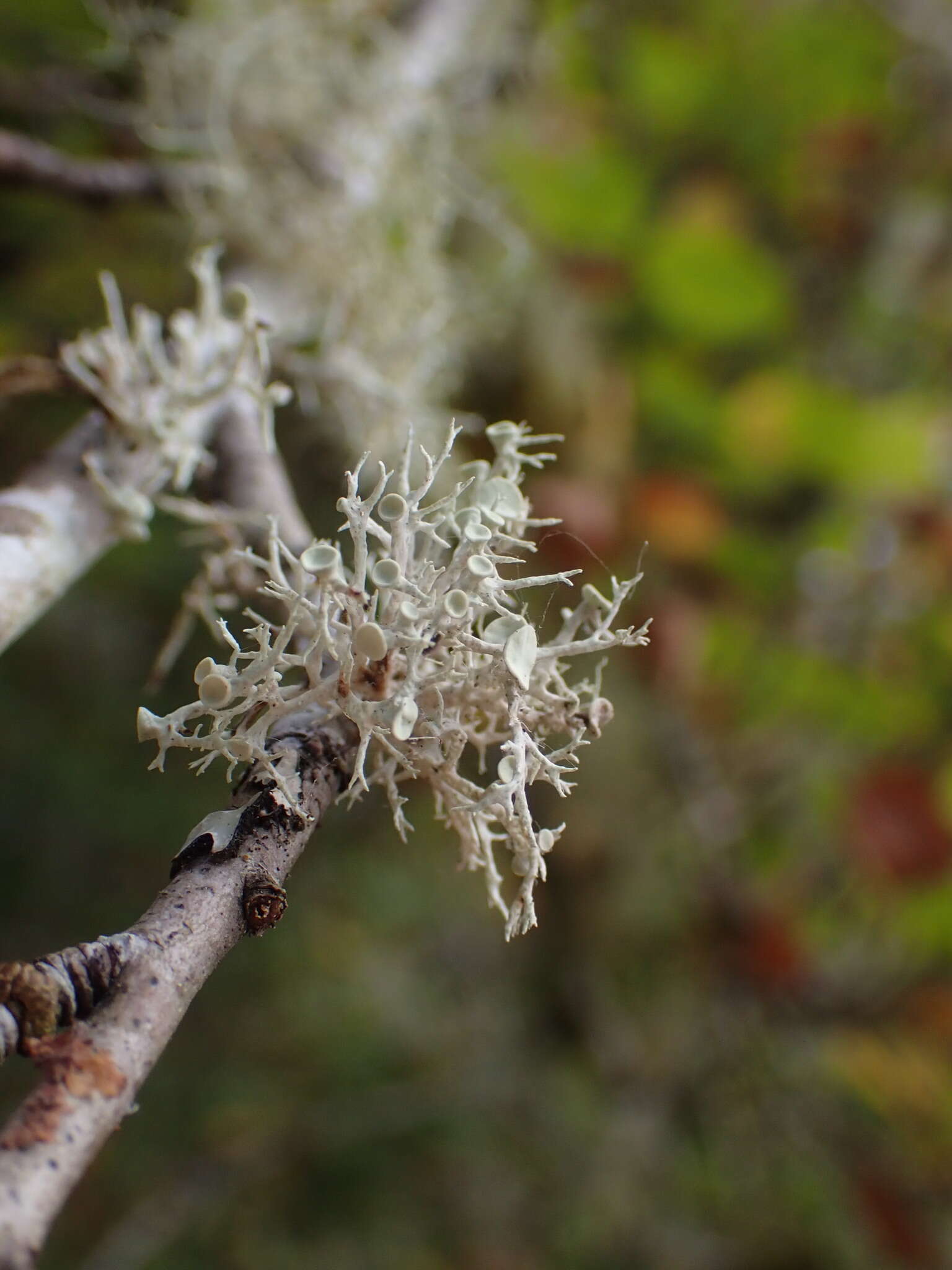 Image of cartilage lichen