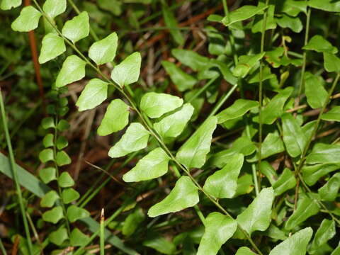 Image of Lindsaea fraseri Hook.