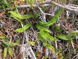 Image de Austroblechnum penna-marina subsp. alpina (R. Br.)