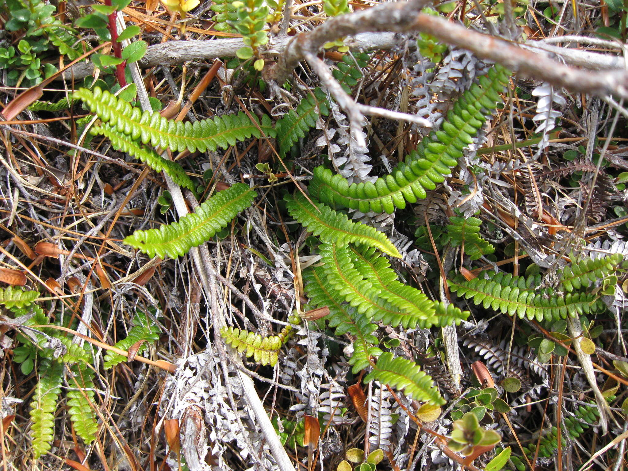 Plancia ëd Austroblechnum penna-marina subsp. alpina (R. Br.)