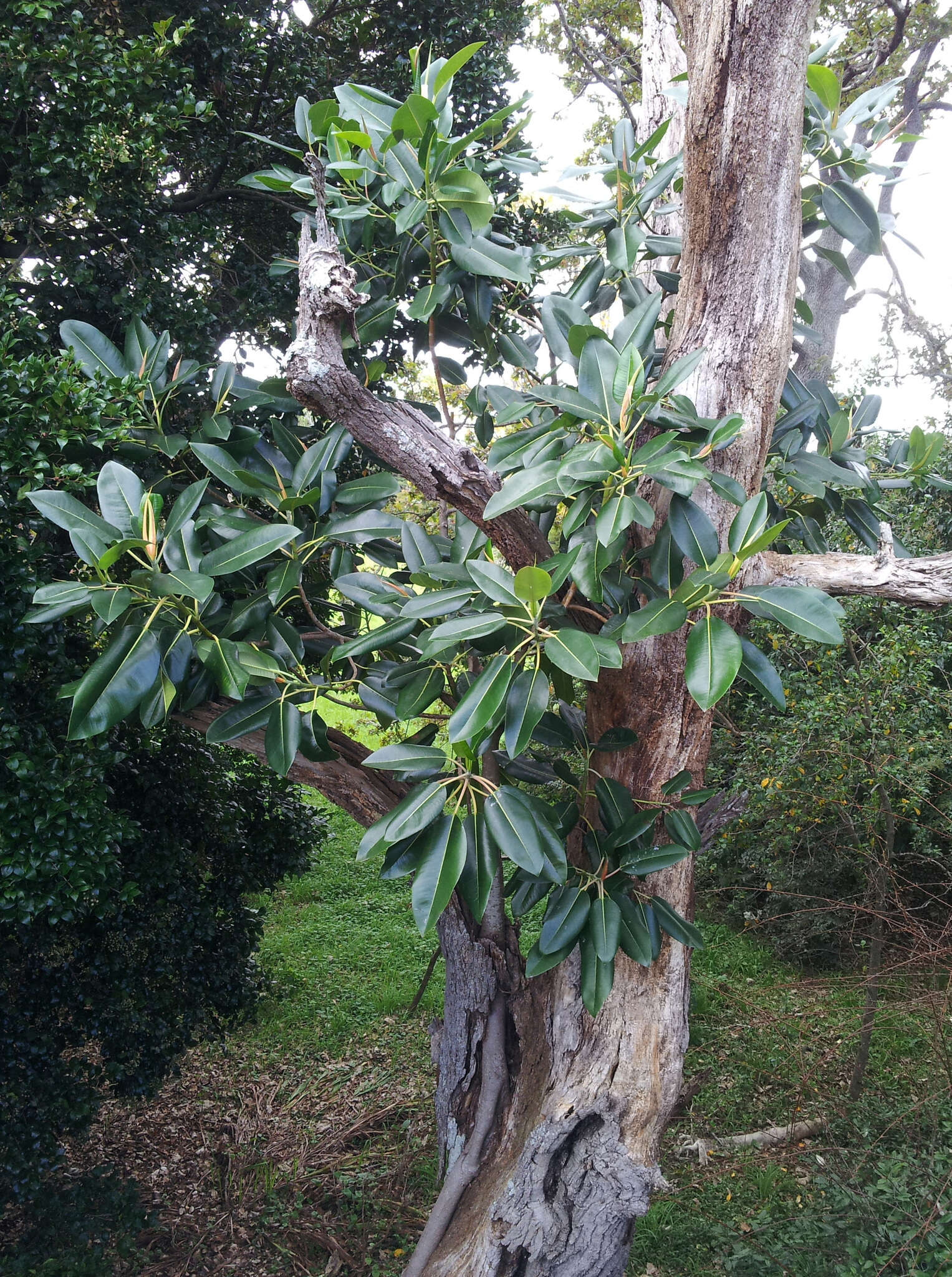 Image of Moreton Bay fig