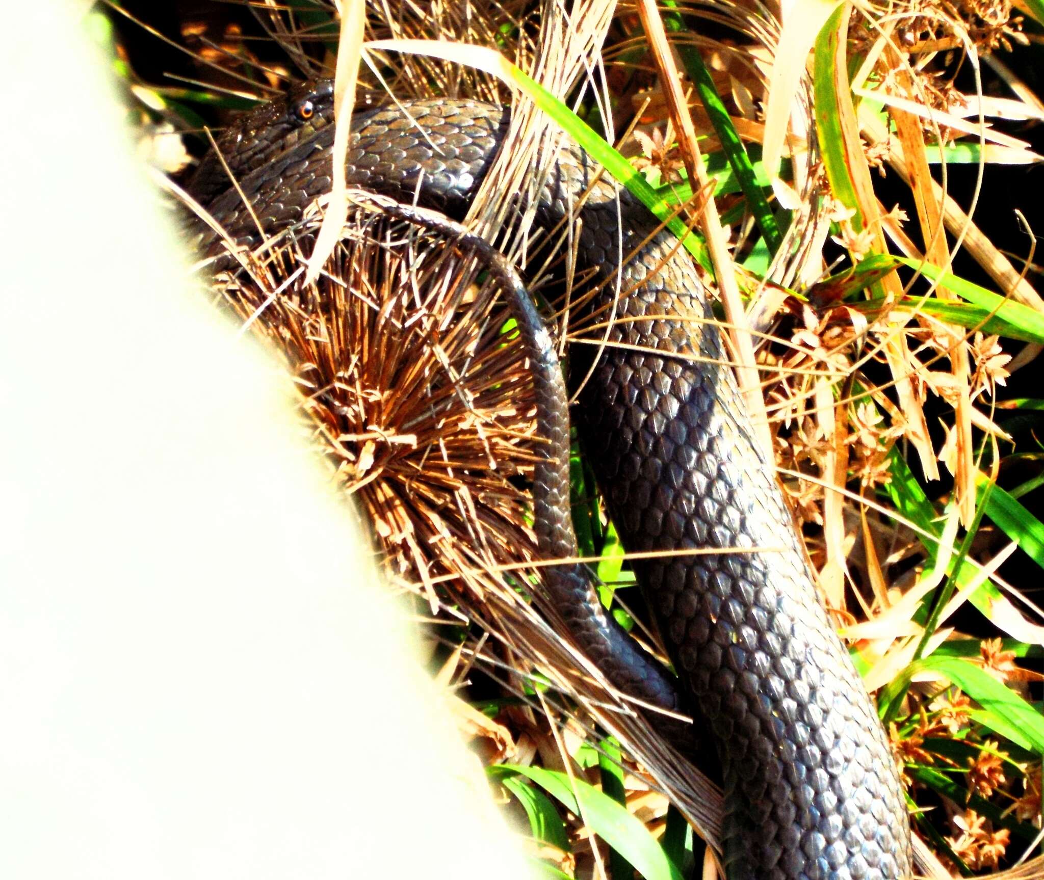 Image of Blackbelly Garter Snake