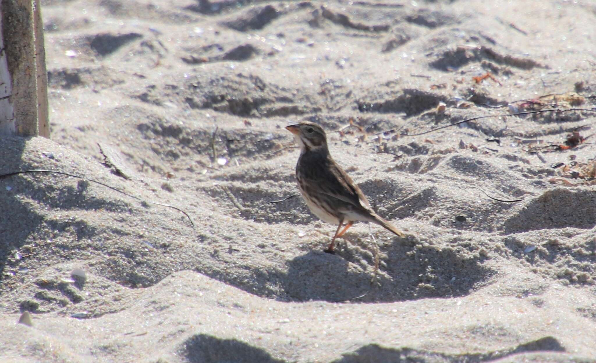 Passerculus sandwichensis rostratus (Cassin 1852) resmi