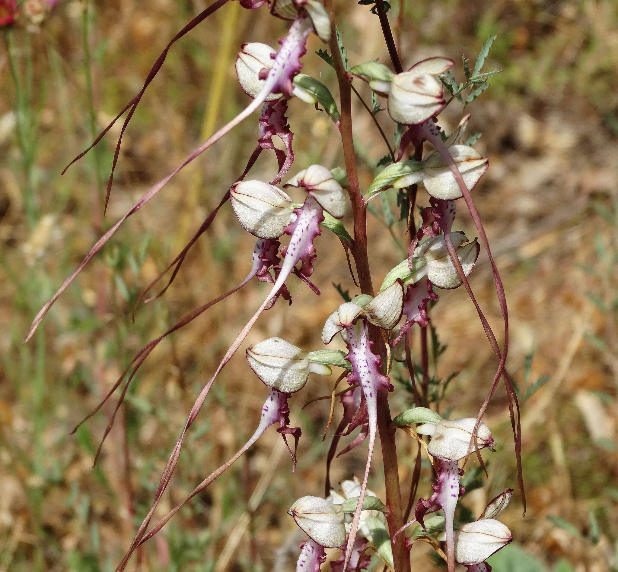 Image of Himantoglossum caprinum subsp. jankae (Somlyay, Kreutz & Óvári) R. M. Bateman, Molnar & Sramkó