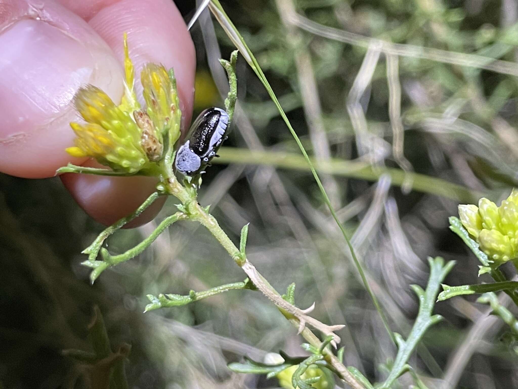 Plancia ëd Coscinoptera aeneipennis (J. L. Le Conte 1858)