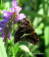 Image of Silver-spotted Skipper