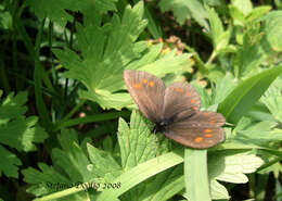 Erebia turanica Erschoff 1876 resmi