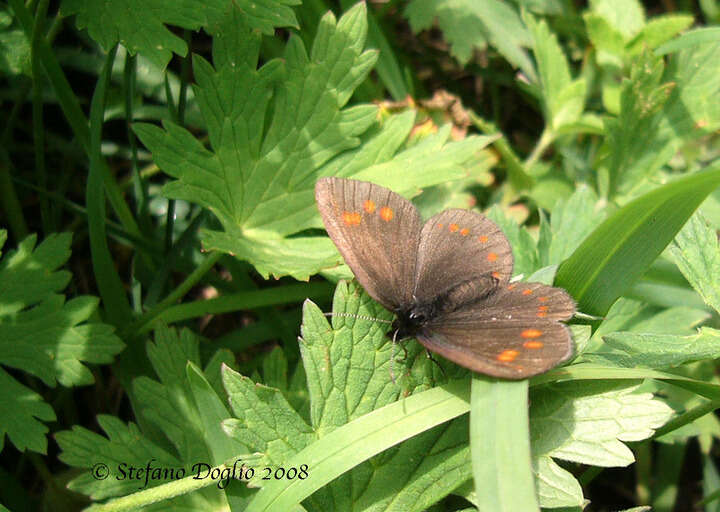 Erebia turanica Erschoff 1876 resmi