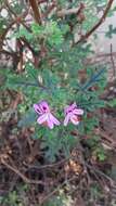 Image of oakleaf geranium