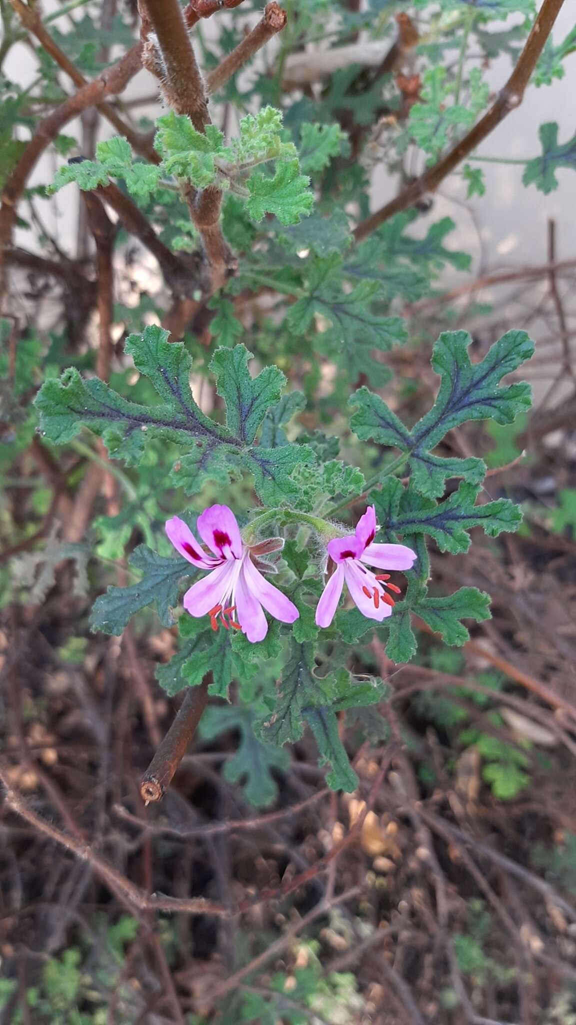 Image of oakleaf geranium