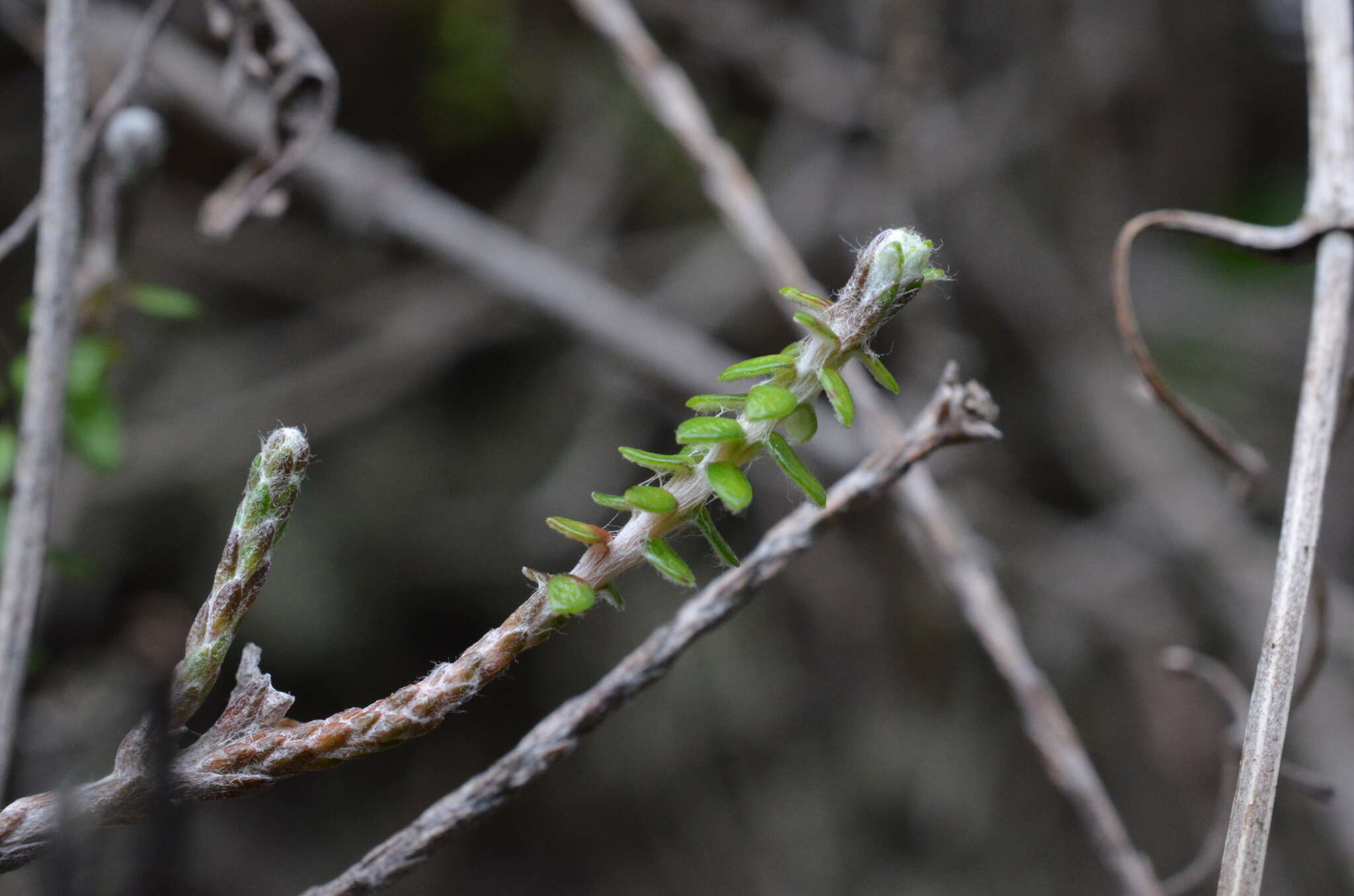 Image de Ozothamnus dimorphus (Cockayne) A. A. Anderberg