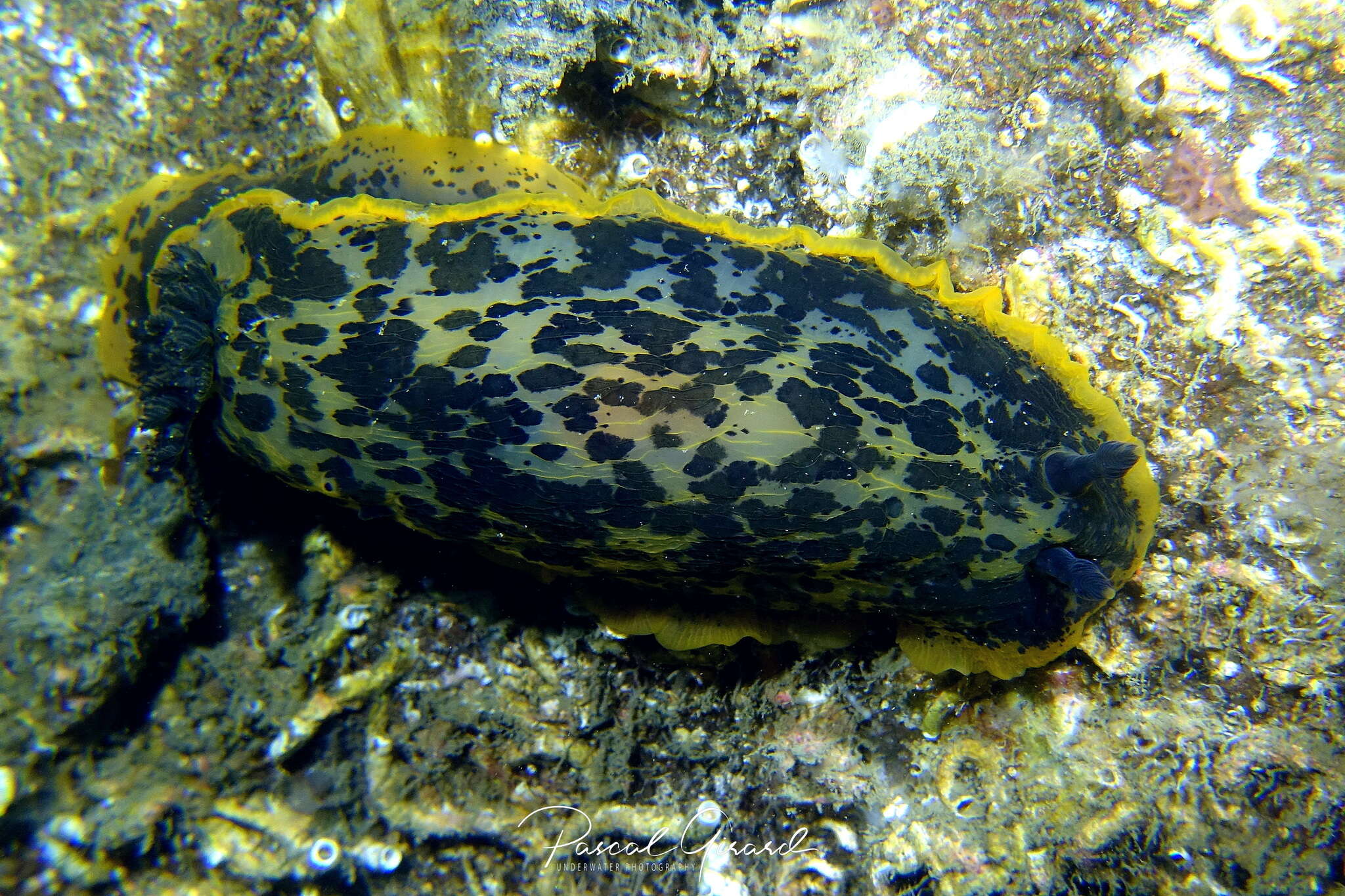 Image of Dendrodoris limbata (Cuvier 1804)