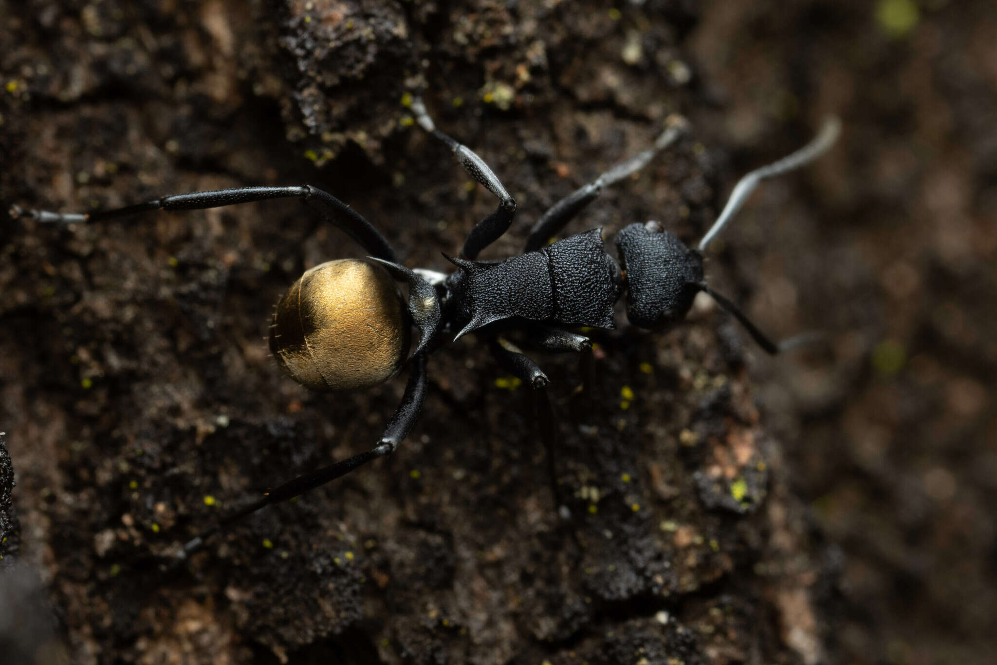 Image de Polyrhachis euterpe Forel 1902