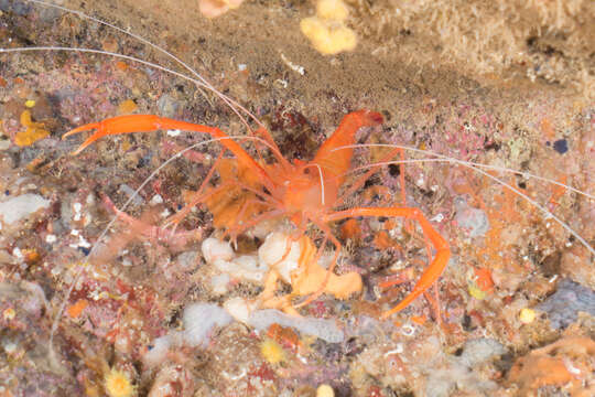 Image of golden coral shrimp