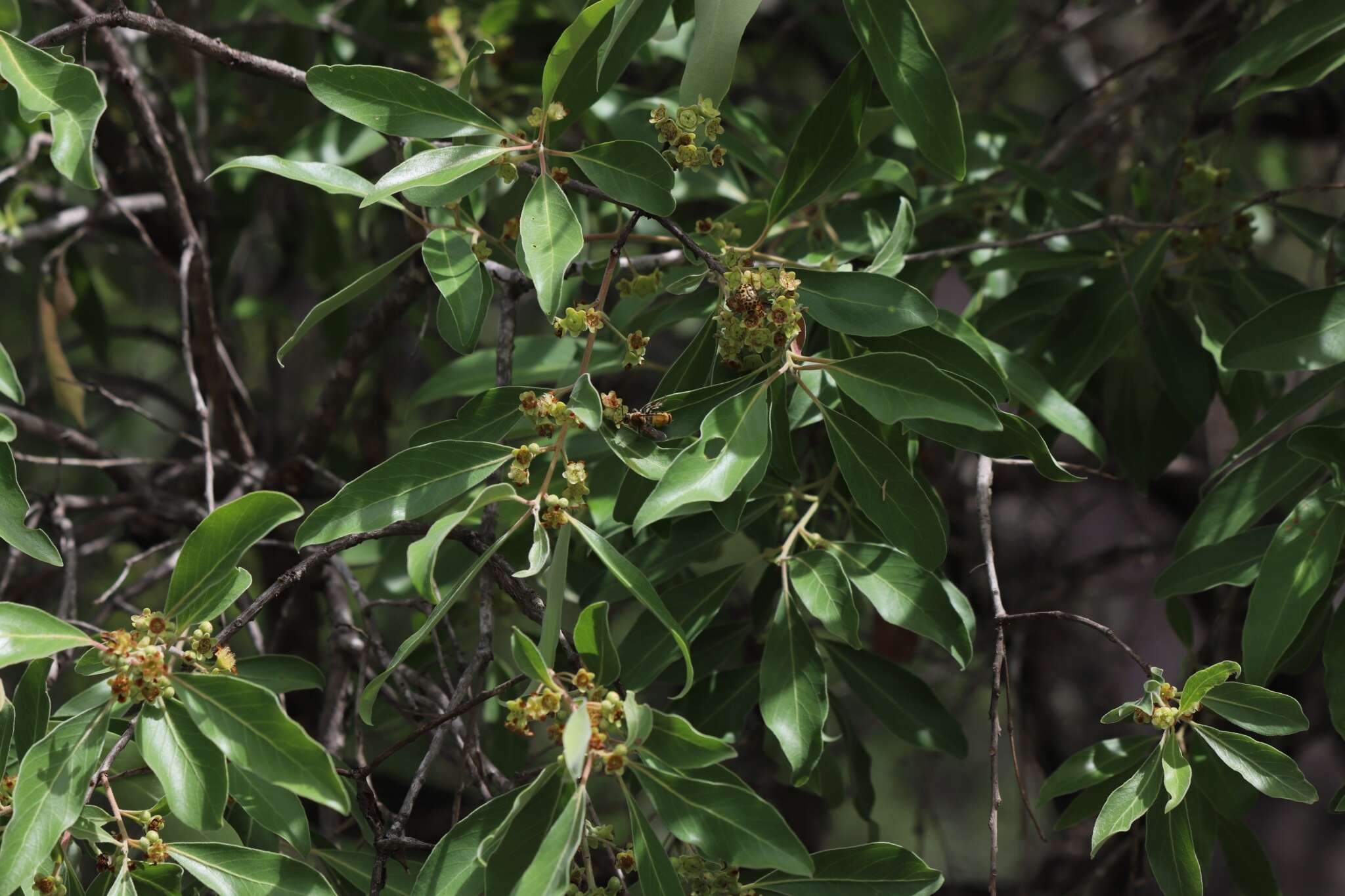 Lophostemon grandiflorus (Benth.) P. G. Wilson & J. T. Waterhouse的圖片