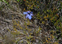 Image of Veined sun orchid