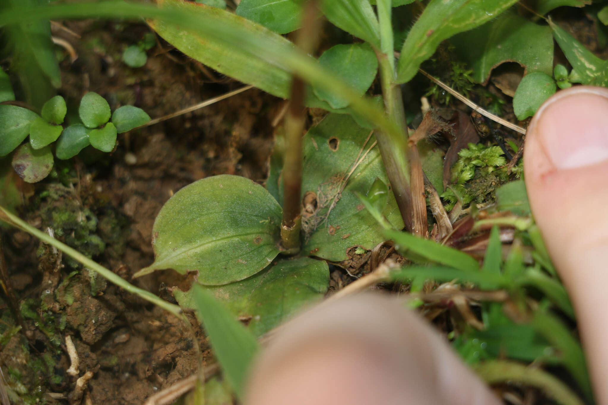 Image of Small Prescott Orchid