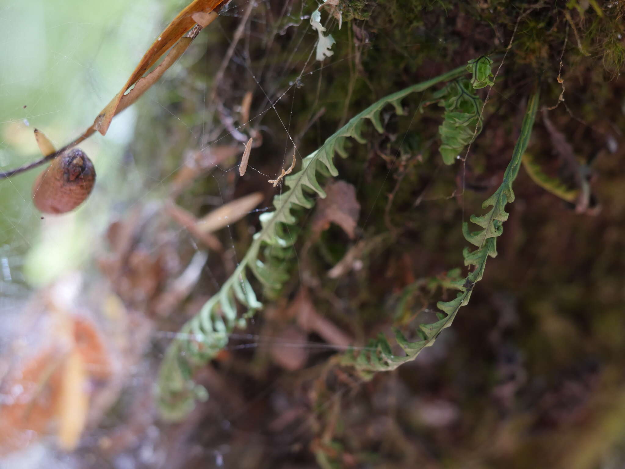 Plancia ëd Notogrammitis heterophylla (Labill.) Parris