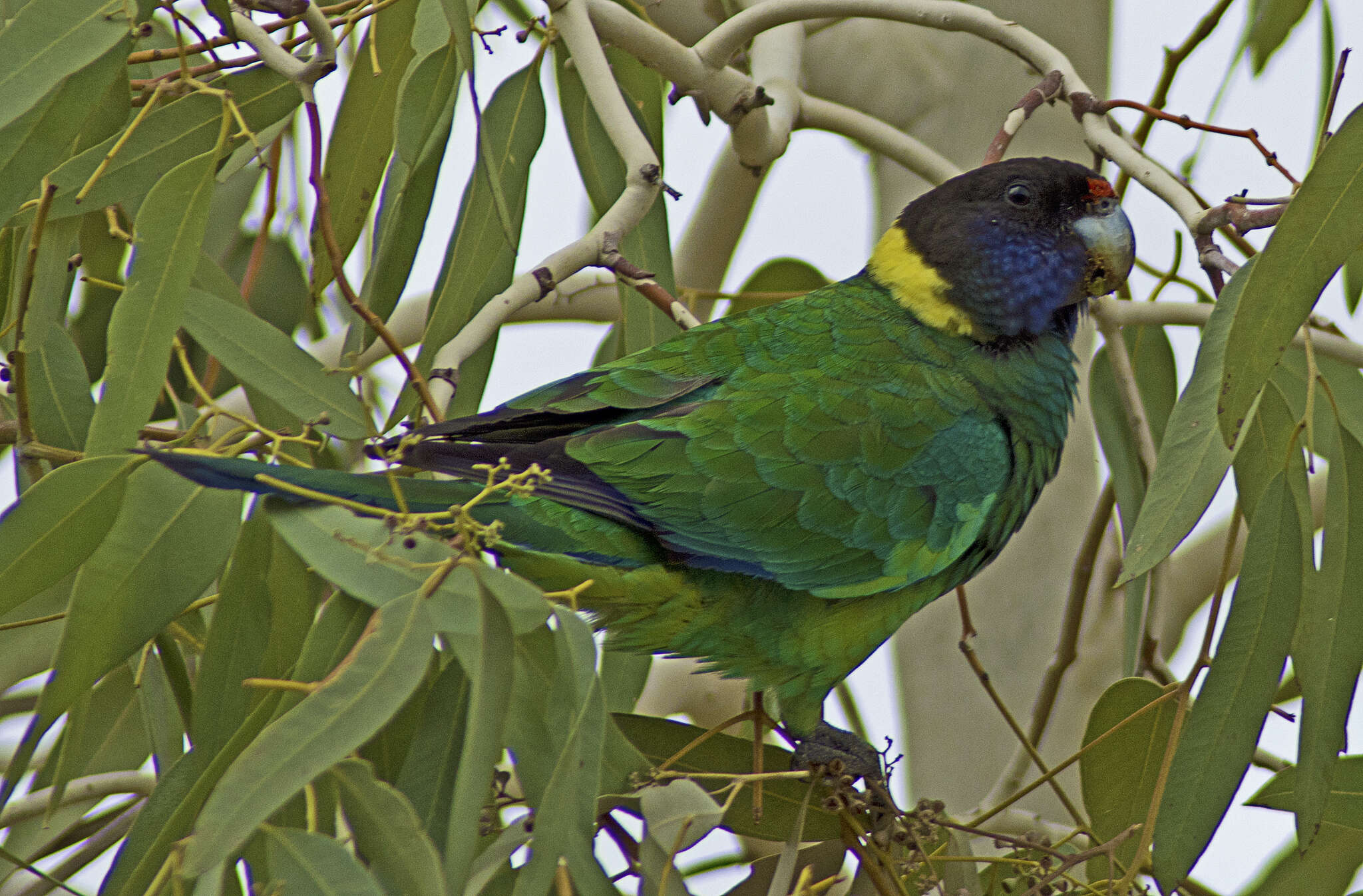 Image of Barnardius Bonaparte 1854