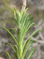 Image of Osteospermum scariosum var. integrifolium (Harv.) T. Norl.