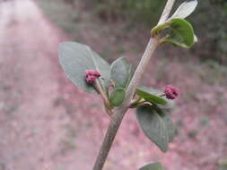 Image de Pisonia capitata (S. Wats.) Standl.