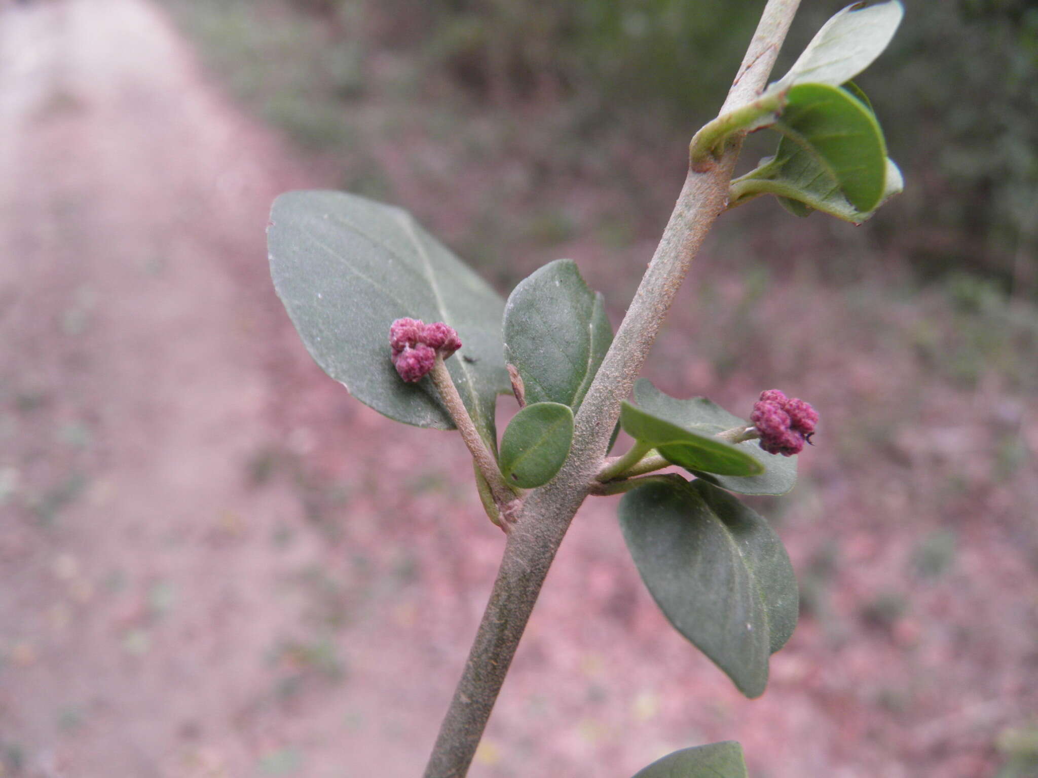 Image de Pisonia capitata (S. Wats.) Standl.