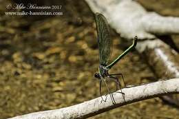 Image of Appalachian Jewelwing