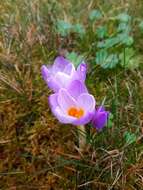 Crocus atticus (Boiss. & Orph.) Orph. resmi