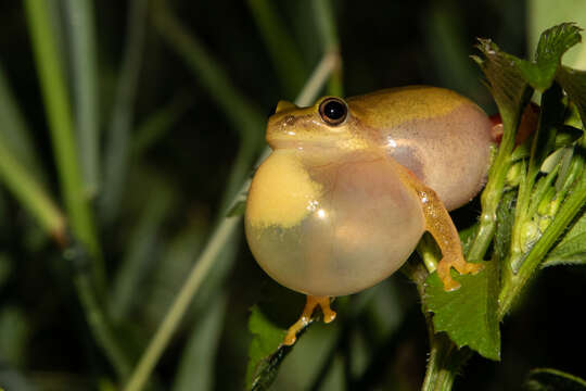 Image of Kivu Reed Frog