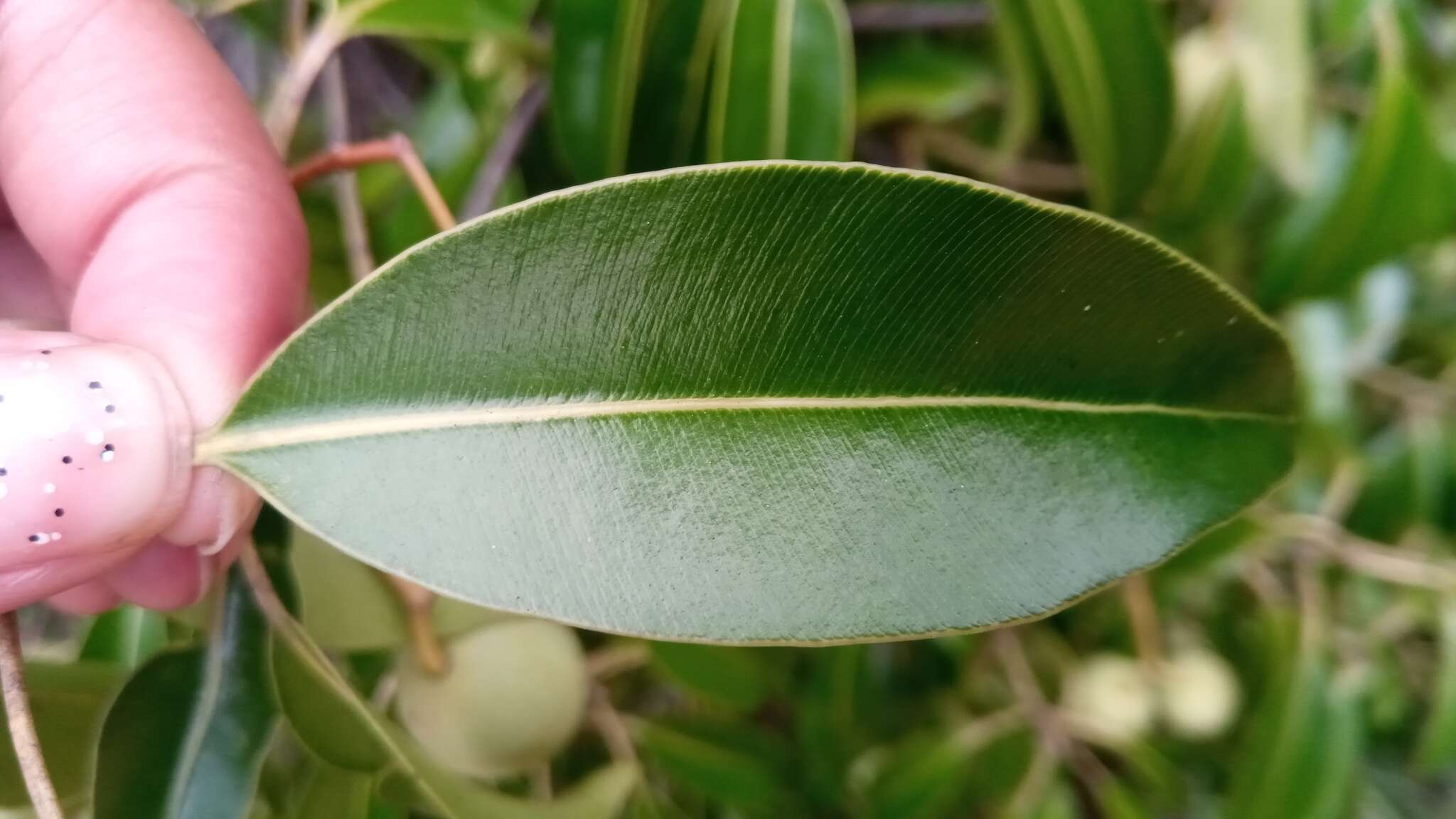 Image de Calophyllum vernicosum P. F. Stevens