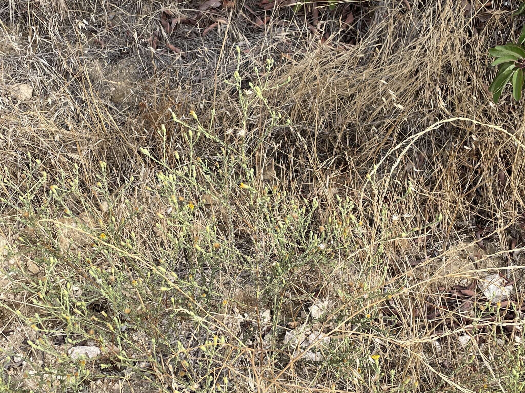 Image of sessileflower false goldenaster