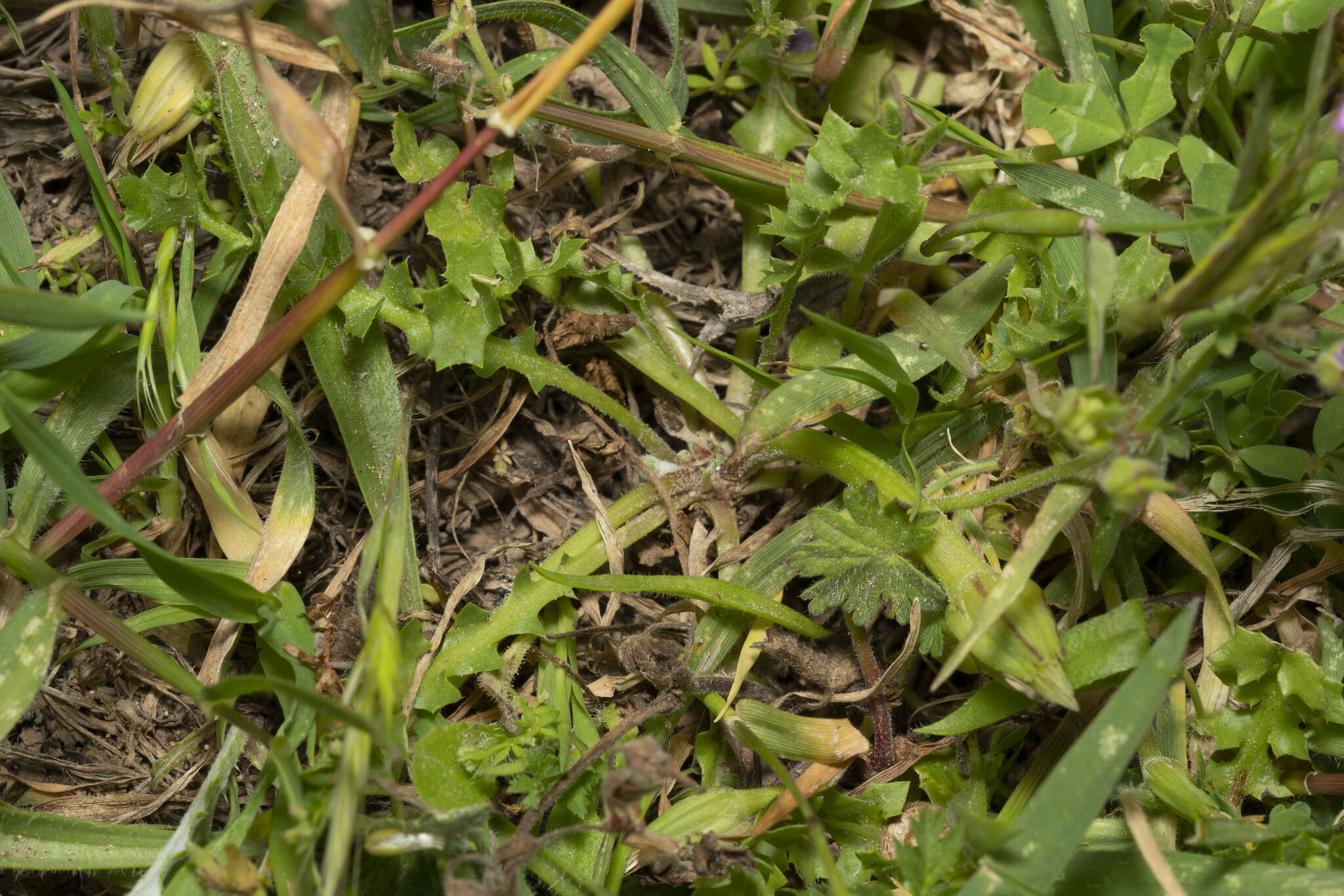 Image of Hyoseris scabra L.