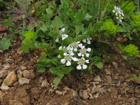 Imagem de Scandix australis L.