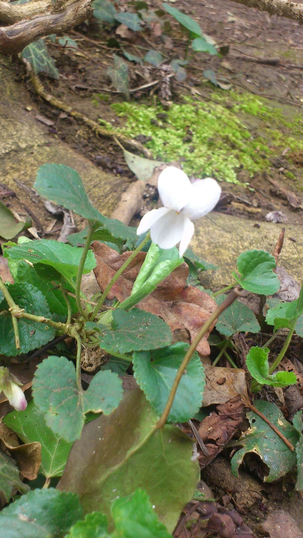 Image of sweet violet