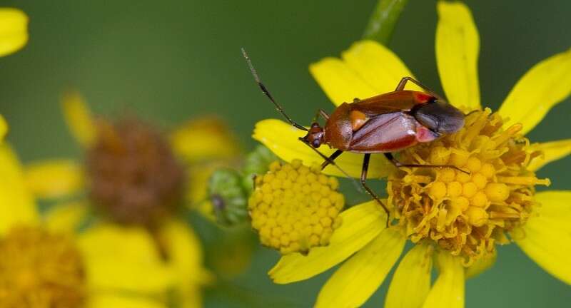 Image of red capsid bug