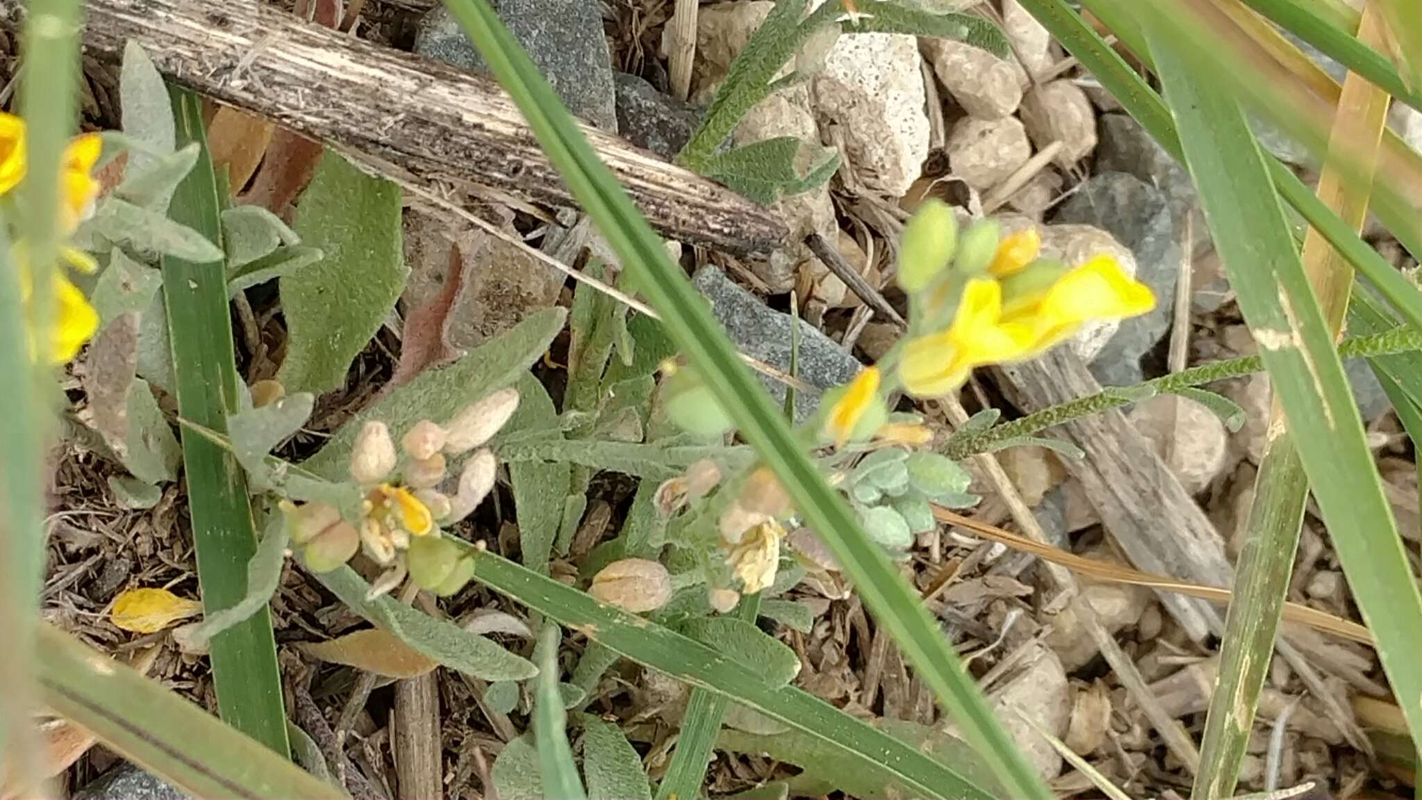 Image de Physaria gordonii (A. Gray) O'Kane & Al-Shehbaz