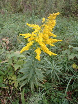 Imagem de Solidago altissima subsp. altissima