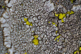 Image of mountain lichen