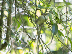Image of Three-striped Warbler