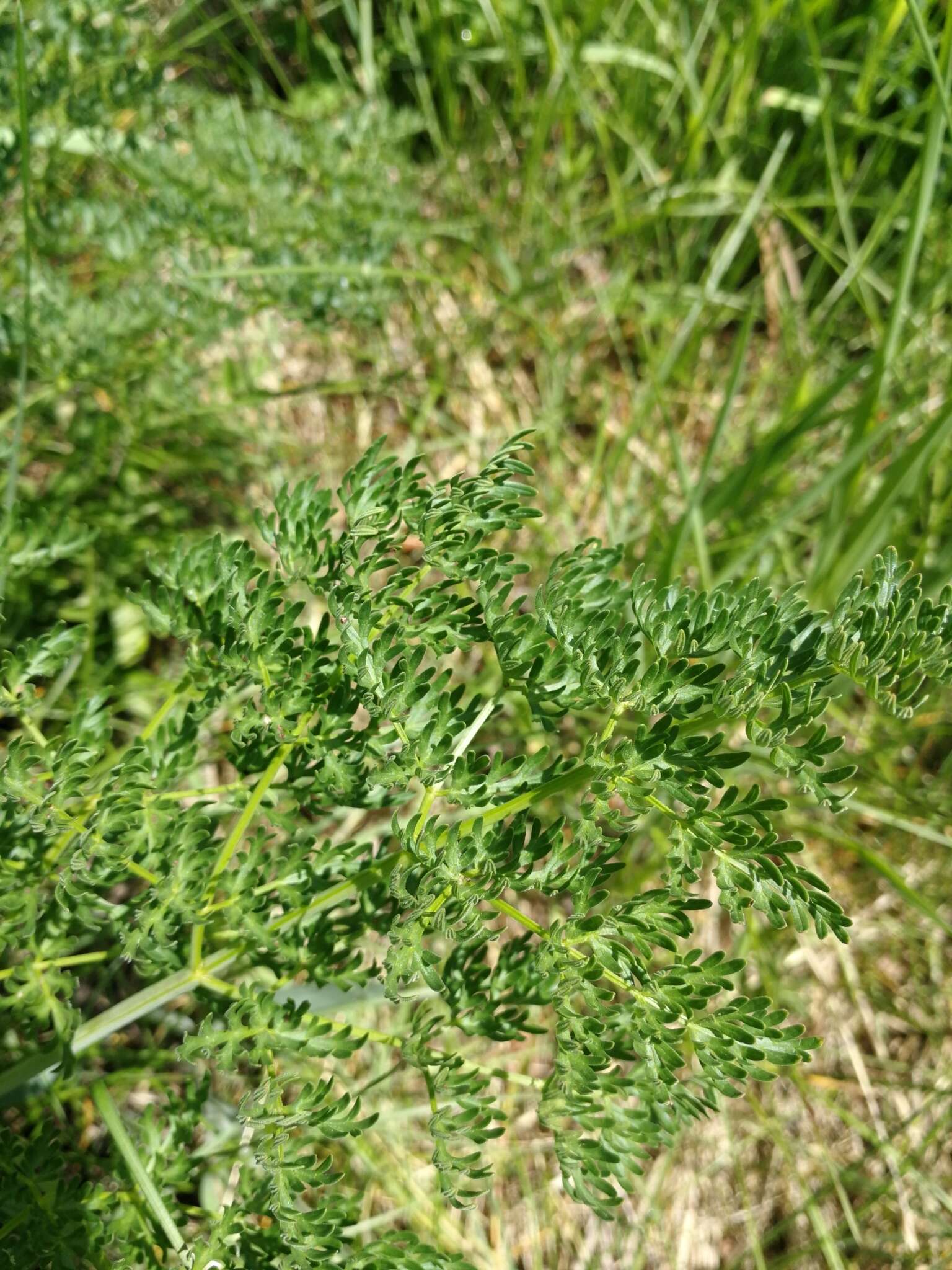 Image of carrotleaf biscuitroot