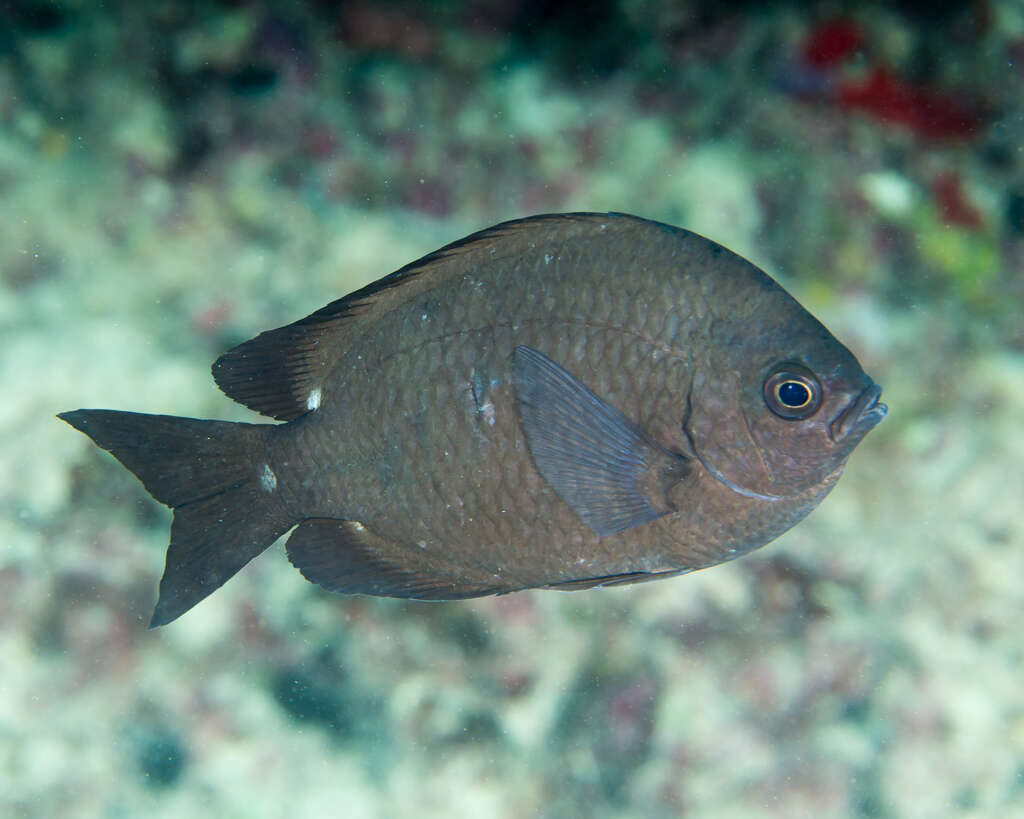 Image de Chromis verater Jordan & Metz 1912