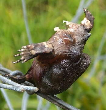 Image of Black Rain Frog