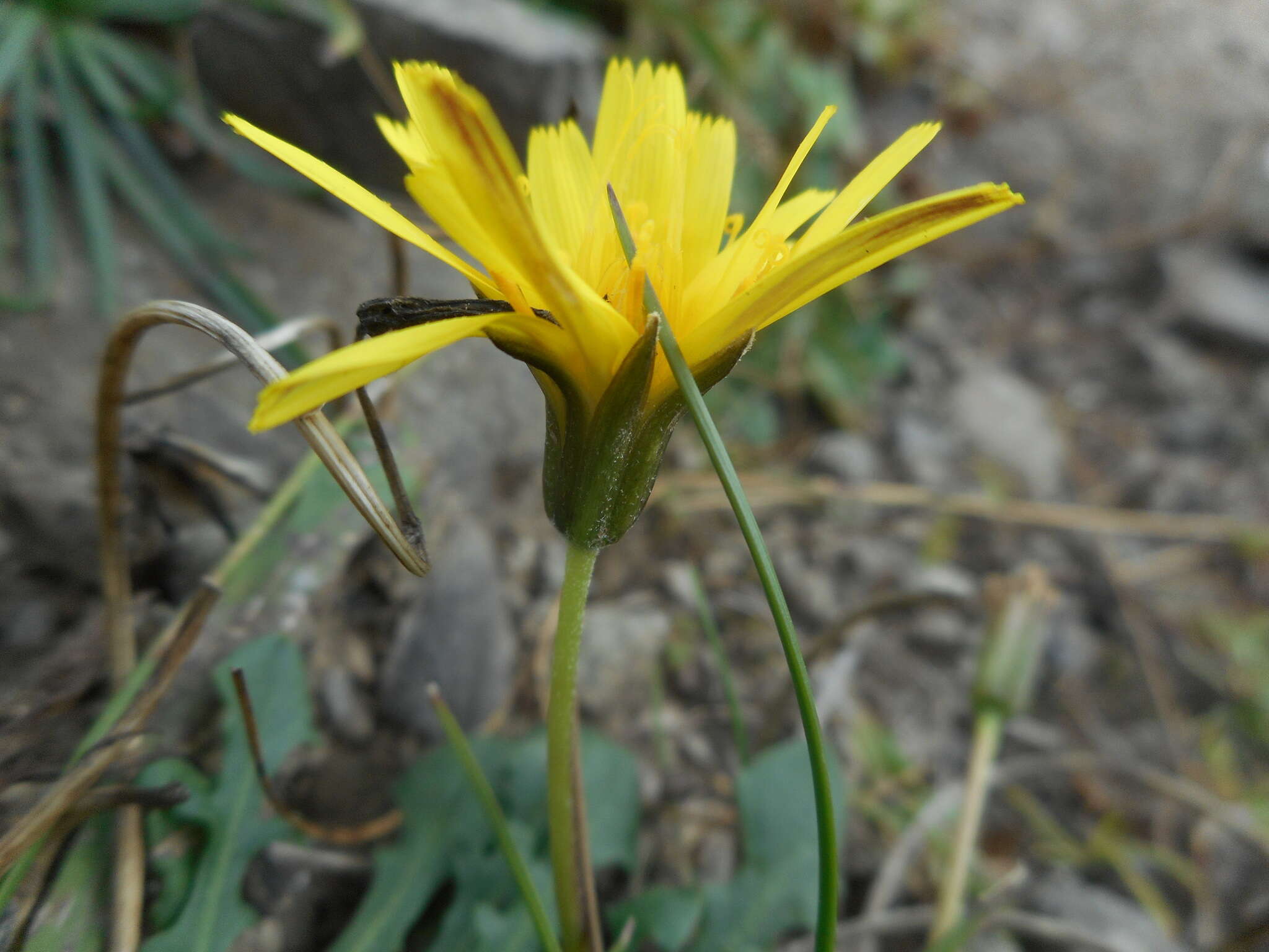 Image of Hypochaeris robertia (Sch. Bip.) Fiori