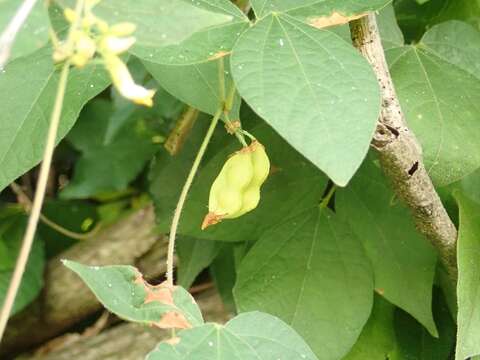 Image de Rhynchosia acuminatifolia Makino