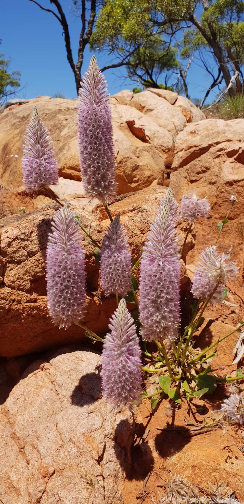 Image of Ptilotus exaltatus Nees