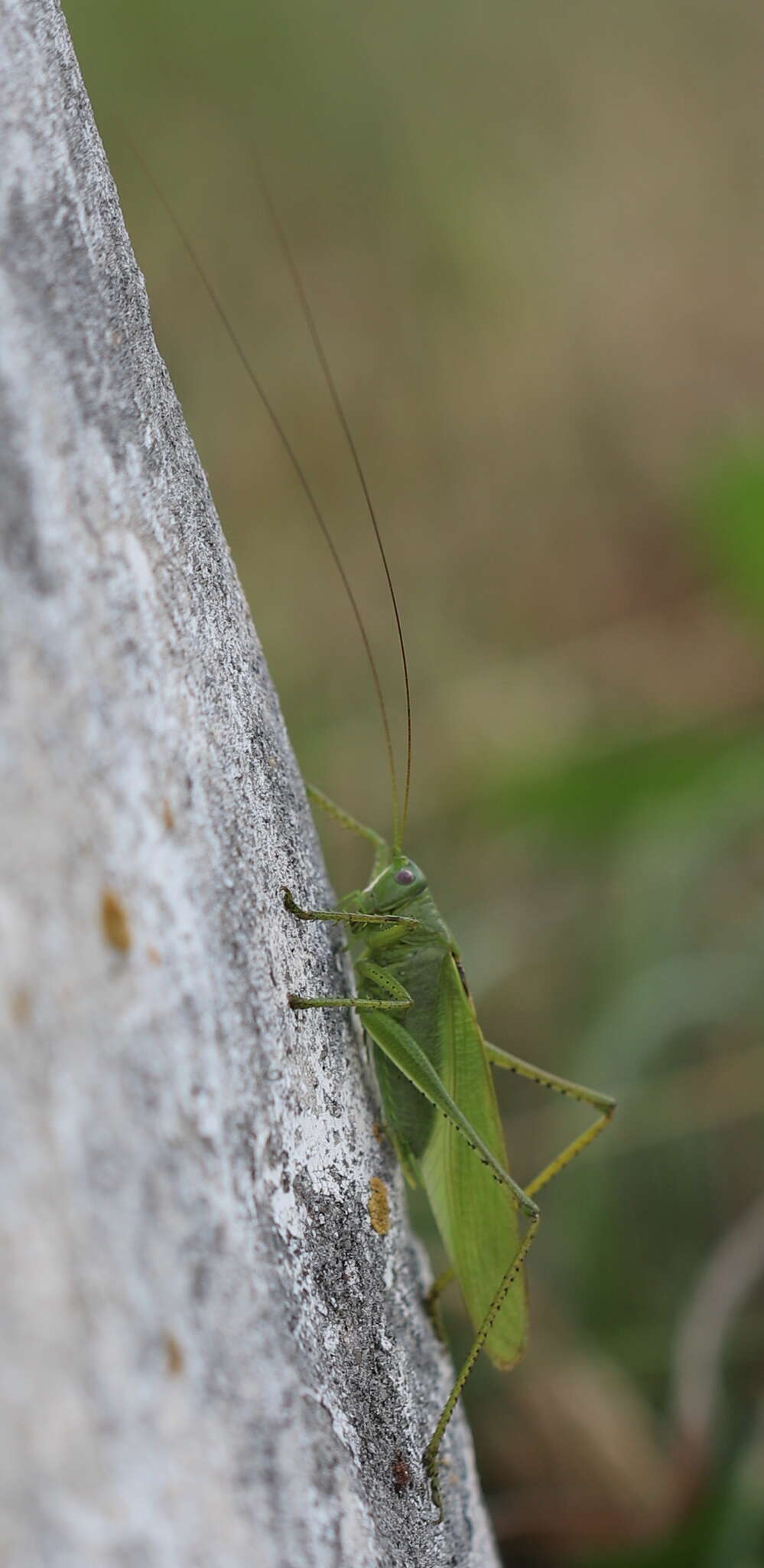 Sivun Tettigonia caudata (Charpentier 1845) kuva