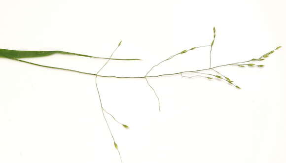 Imagem de Torreyochloa pallida var. fernaldii (Hitchc.) T. Koyama & Kawano