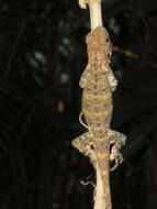 Image of Harlequin racerunner