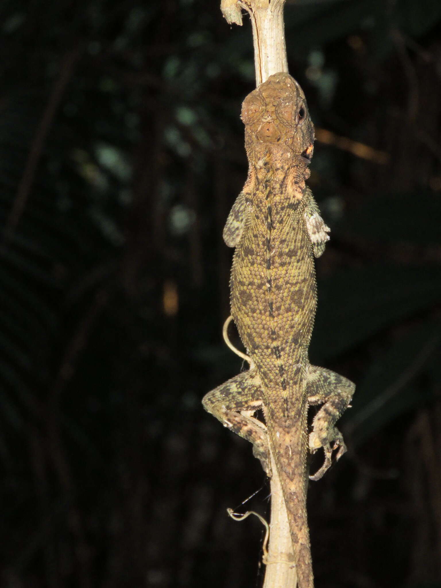 Image of Harlequin racerunner