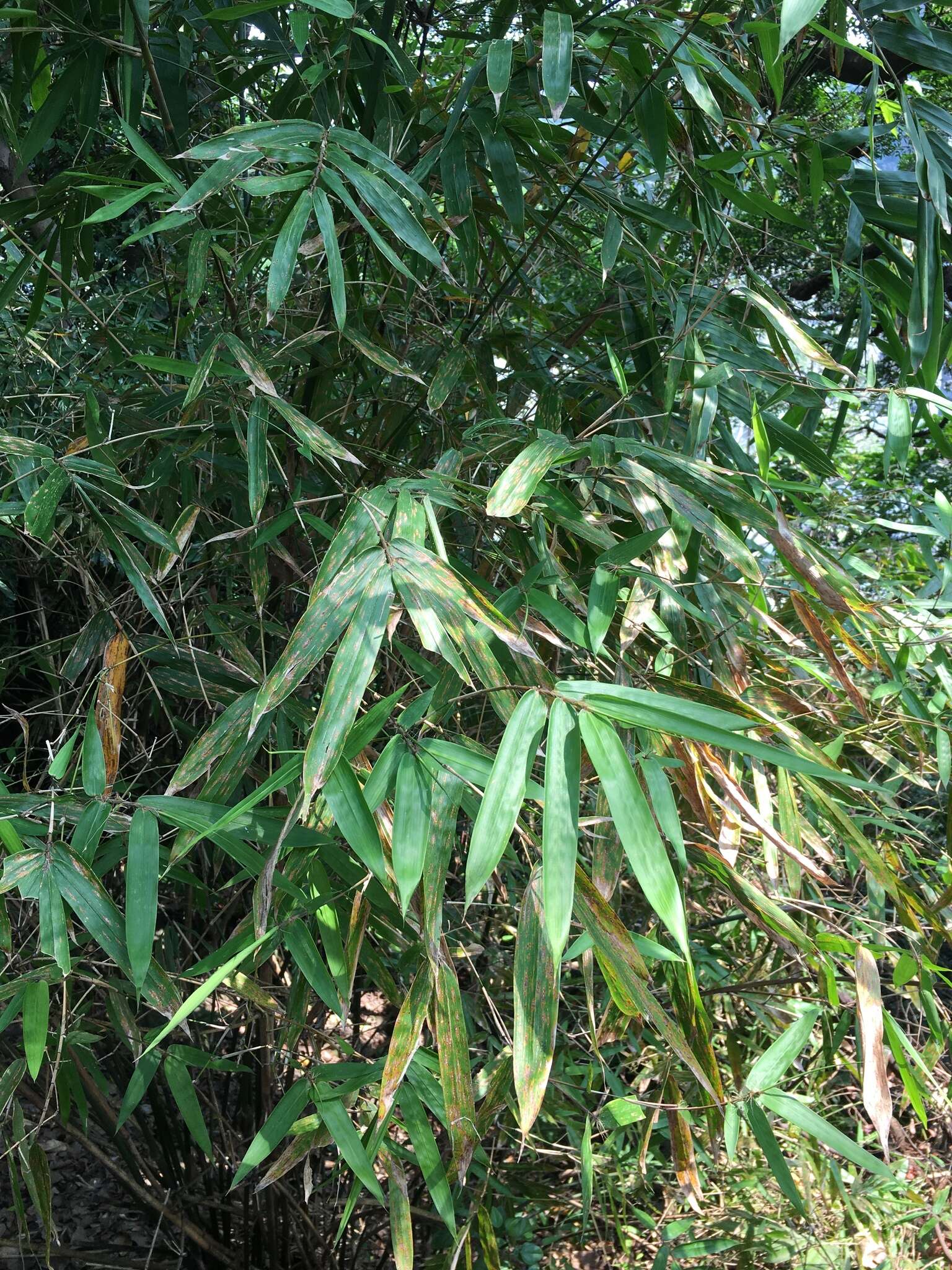 Image of Bambusa pachinensis Hayata